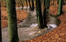 Seasonal Flood - Leuvenumse Bos - Veluwe Region - Netherlands