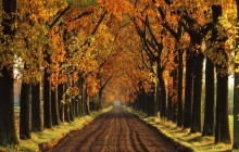 Tree-Lined Lane in Autumn - Holland - Netherlands
