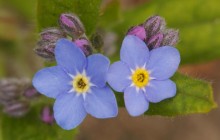 Wood Forget-Me-Not Flowers - Netherlands