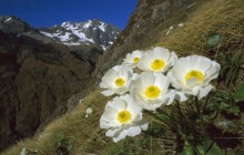 Mount Cook Buttercup on Mount Rolleston - New Zealand