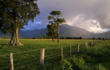 Storm Lit Kahikatea Trees and Fence - South Island - New Zealand