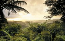 Lush Forest - North Island - New Zealand