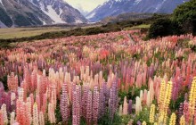 Wild Lupine - Mount Cook National Park - New Zealand