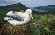 Royal Albatross - Campbell Island - New Zealand