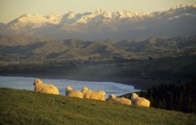 Sheep Resting Upon the Rolling Hillside - Kaikura - New Zealand