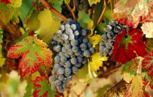 Harvest Time - La Rioja - Spain