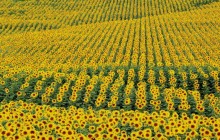 Sunflowers - Andalucia - Cadiz Province - Spain