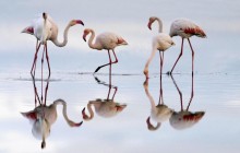 Greater Flamingos - Fuente de Piedra Lagoon - Spain