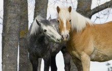 Connemara Horses - Sweden