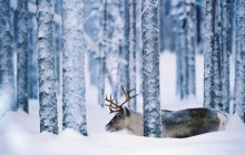 Reindeer - Svansele - Vasterbotten - Sweden