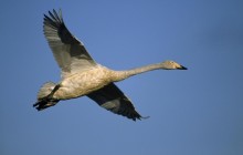 Swan in Flight - Sweden