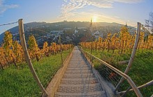 Vineyard at Sunset - Munot Castle - Schaffhausen - Switzerland