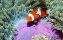 False Clown Anemonefish - Similan Islands - Thailand