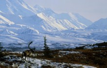 Caribou Bull - Denali National Park - Alaska