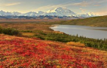 Colorful Bearberry Grows Along Reflection Lake - Alaska