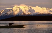 Alaskan Brown Bear Silhouetted Against Mount Katolinat - Alaska