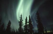Aurora Borealis Over Spruce Trees - Glenallen - Alaska