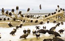 Resting Bald Eagles - Kachemak Bay - Alaska
