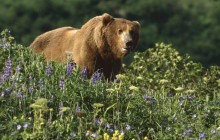 Grizzly Bear in Wildflowers - Katmai National Park - Alaska