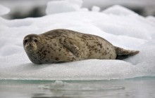 Harbor Seal - Near the South Sawyer Glacier - Alaska