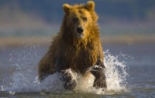 Alaskan Brown Bear - Hallo Bay - Alaska