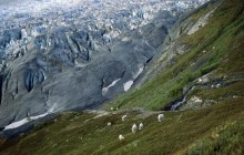 Mountain Goats - Kenai Fjords National Park - Alaska