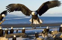 Bald Eagles - Kachemak Bay - Kenai Peninsula - Alaska