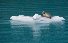 Harbor Seal - Glacier Bay National Park - Alaska