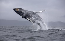 Humpback Whale Breaching - Chatam Strait - Alaska