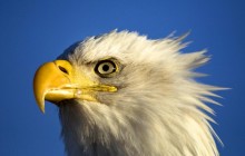 Profile of a Bald Eagle - Kachemak Bay - Alaska