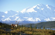 Caribou and Mount McKinley - Denali National Park - Alaska