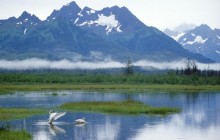 Trumpeter Swans - Copper River Delta - Alaska