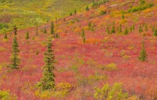 Crimson Fields of Denali National Park - Alaska