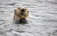 Northern Sea Otter - Glacier Bay - Alaska