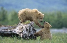 Grizzly Siblings at Play - Katmai National Park - Alaska