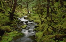 Temperate Rainforest - Cordova - Alaska