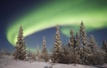 Aurora Borealis Over Boreal Forest - Alaska