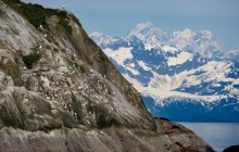 Black-Legged Kittiwake Colony - Marble Island - Alaska