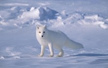 Arctic Fox on Sea Ice - North Slope Near Arctic Ocean - Alaska