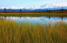 Calm Pond - Denali National Park - Alaska
