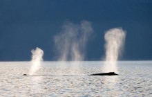 Humpback Whales - Glacier Bay National Park - Alaska