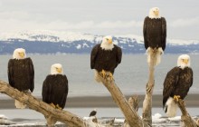 Bald Eagles - Kachemak Bay HD - Alaska