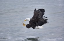 Mature Bald Eagle Fishing - Homer - Alaska