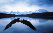 Bald Eagle in Flight - Denali National Park - Alaska