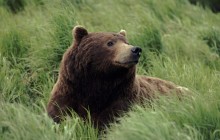 Grizzly Bear - Near McNeil River - Alaska