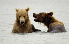 Brown Bears Playing - McNeil River - Alaska