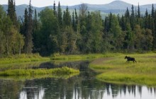 Young Bull Moose - Cheena River - Alaska