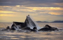 Humpback Whale Feeding at Sunset Chatham Strait - Alaska