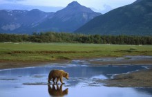 Grizzly Bear Crossing River - Katmai National Park - Alaska
