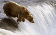 Grizzly Fishing in the Brooks River - Katmai National Park - Alaska